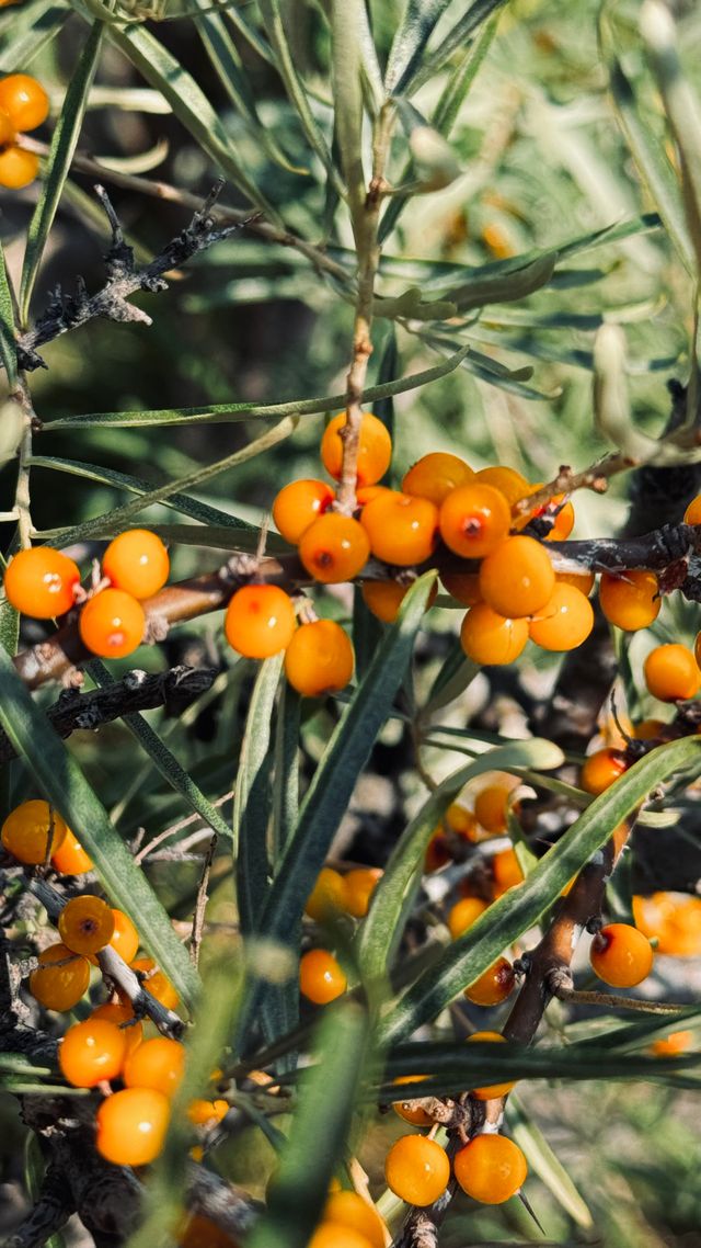 Pomarańczowe owoce rokitnika na gałązkach